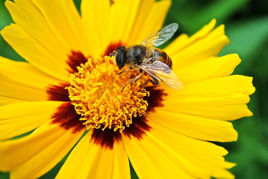 Drone Bee Photograph by Frozen in Time Fine Art Photography - Fine Art ...