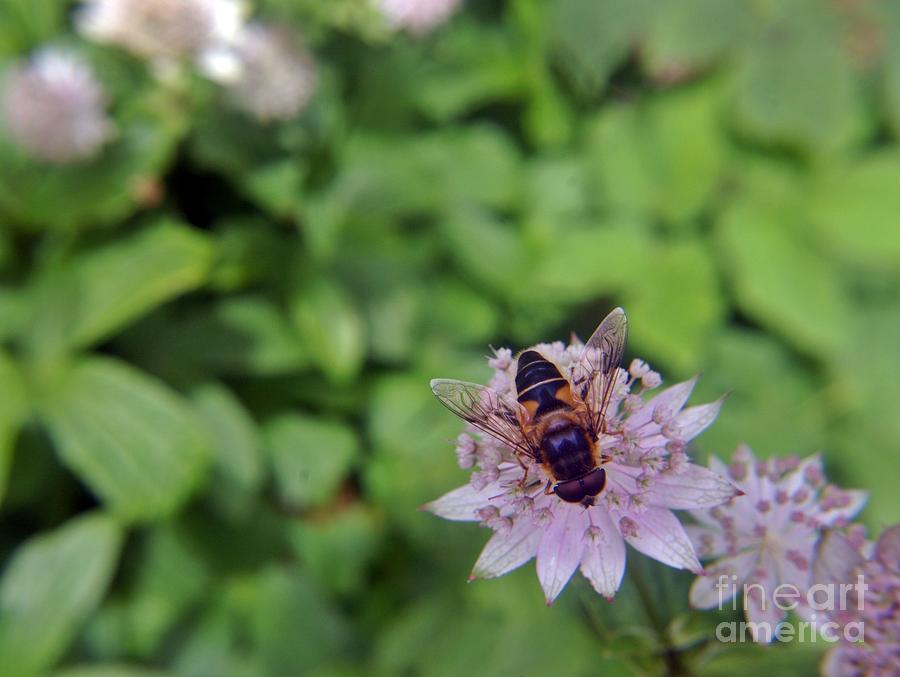 Drone Flower Photograph by Lori Aberle - Fine Art America