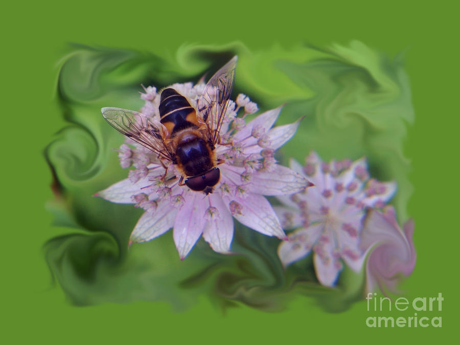 Drone Flower Pattern Photograph by Lori Aberle - Fine Art America