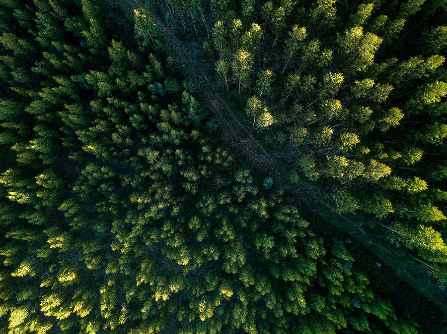 Drone View Of A path In The Forest Photograph by PPAMPicture