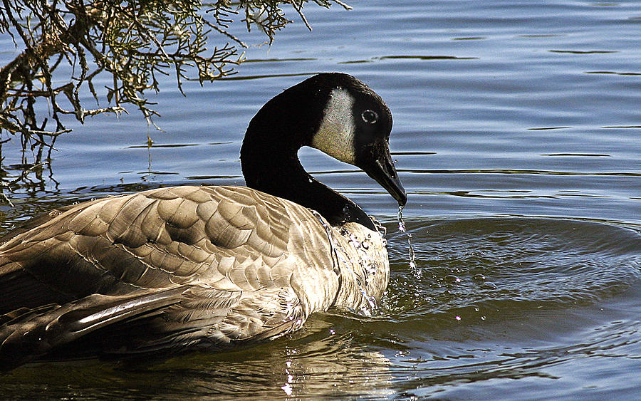 Drooling Canada Goose Photograph by Jean Noren