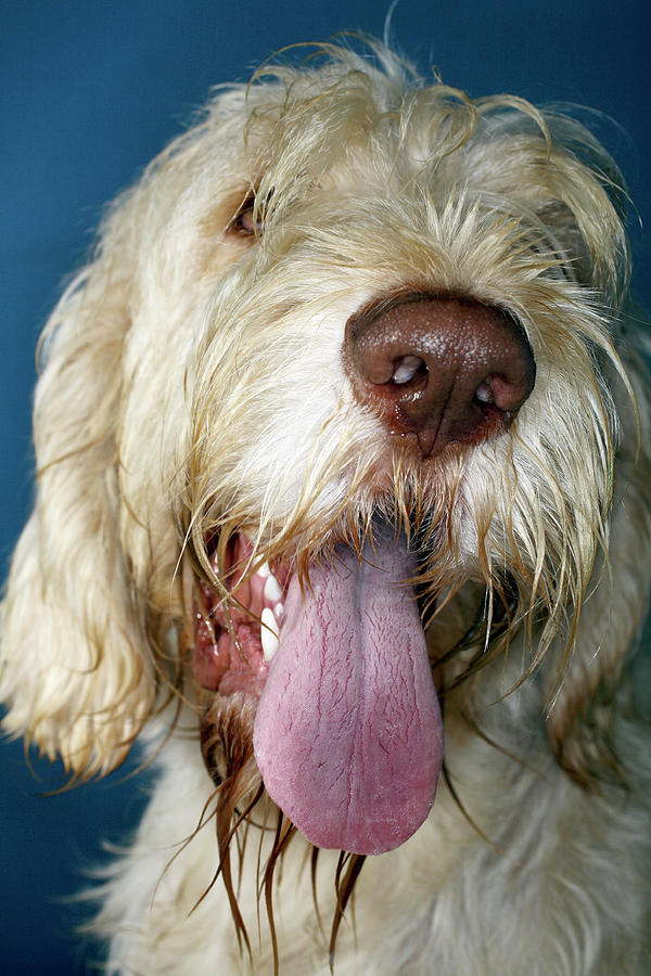 Wildlife Photograph - Drooling Dog by Mauro Fermariello/science Photo Library