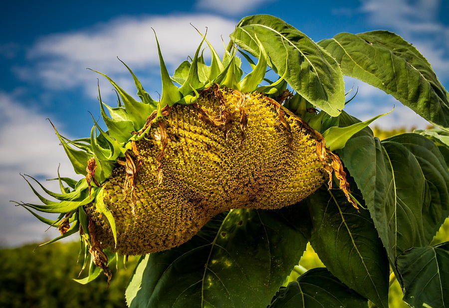 Sunflower Photograph - Drooping Sunflower by Chuck De La Rosa
