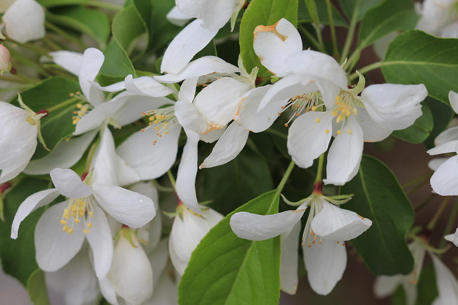 Drooping White Blossoms Photograph by Donna L Munro