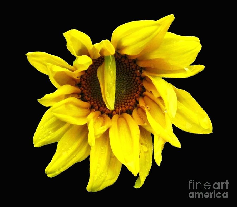 DrOOPS Sunflower with Oil Painting Effect Photograph by Rose Santuci-Sofranko