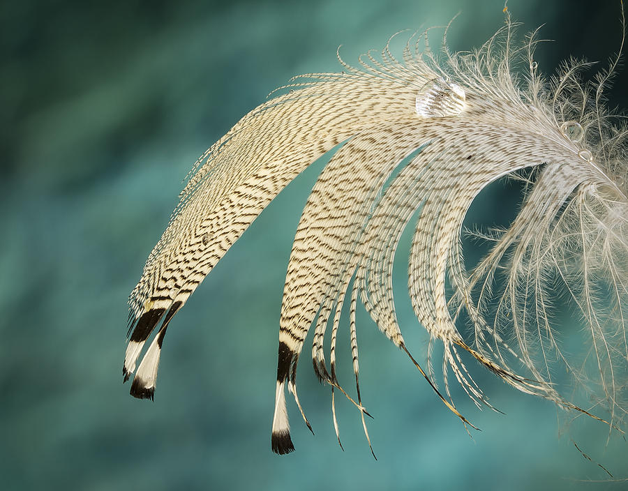 Feather Photograph - Droopy Feather by Jean Noren