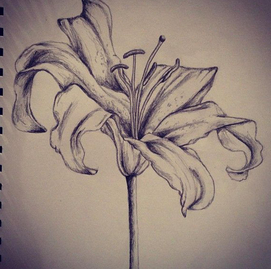 Droopy Flower Drawing by Carissa Stallings