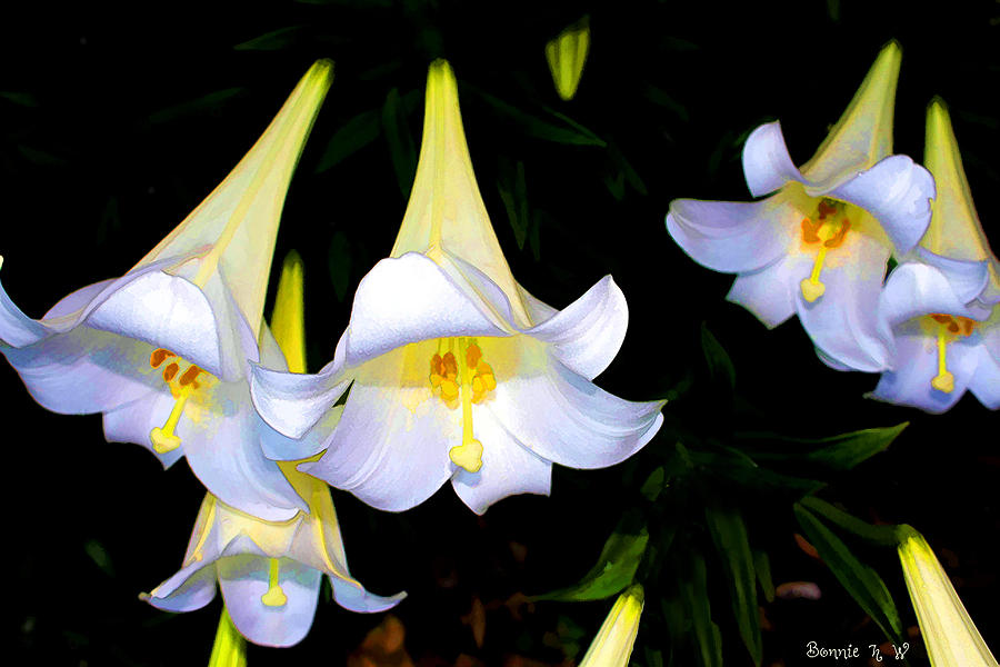Droopy Lilies Photograph by Bonnie Willis