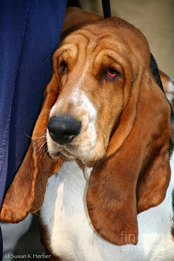 Droopy Photograph by Susan Herber