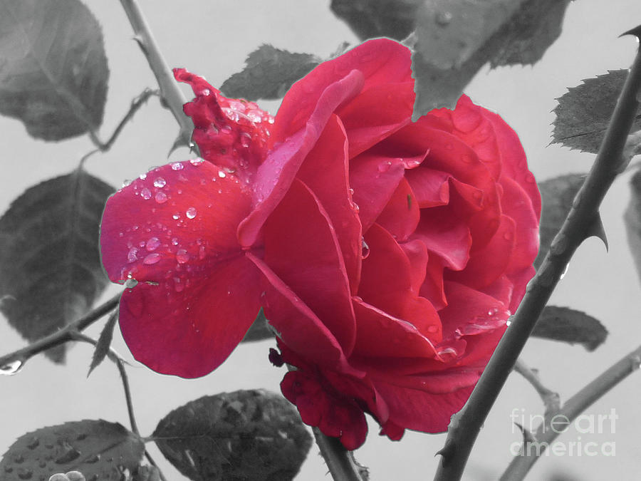 Drop-Covered Rose Photograph by Deborah Smolinske
