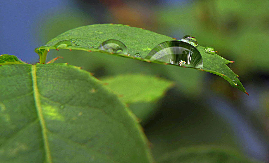 Drop Leaf Photograph by Suzy Piatt