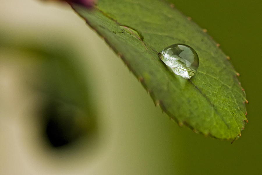 Drop of water Photograph by Jonathan Davison