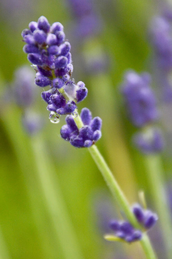 Drop of water on Lavender Photograph by Tracy Winter
