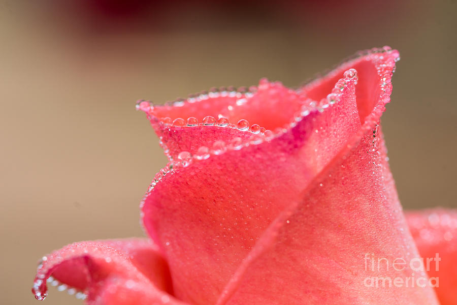Drop Of Water On Rose  Photograph by Tosporn Preede