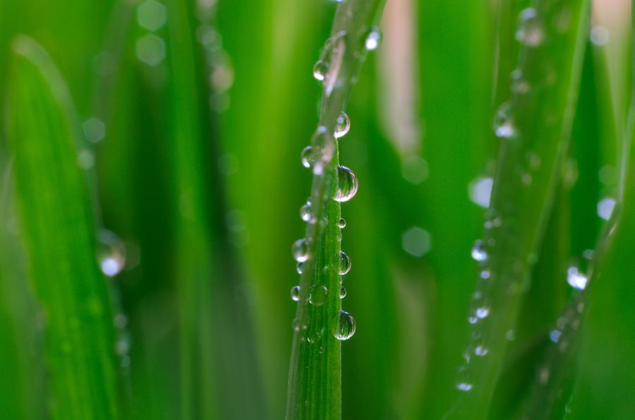 Drop on oat Photograph by Aleksandr Popov - Fine Art America