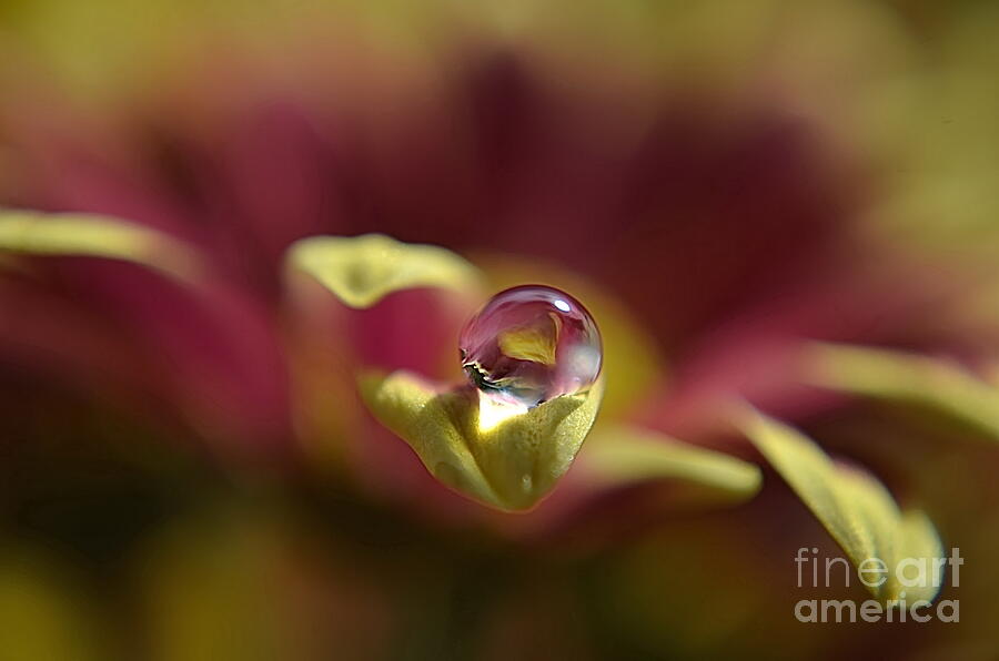 Flower Photograph - Drop On Petal by Michelle Meenawong