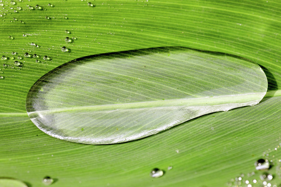 Drop On Repellent Leaf Photograph by Marcel Ter Bekke