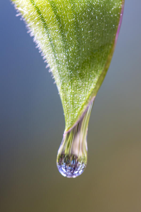 Droplet Falling from Dayflower Spathe Photograph by Steven Schwartzman