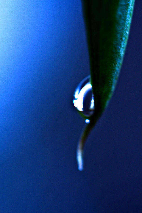 Droplet Photograph - Droplet In Blue - Leaf Tip by Marie Jamieson
