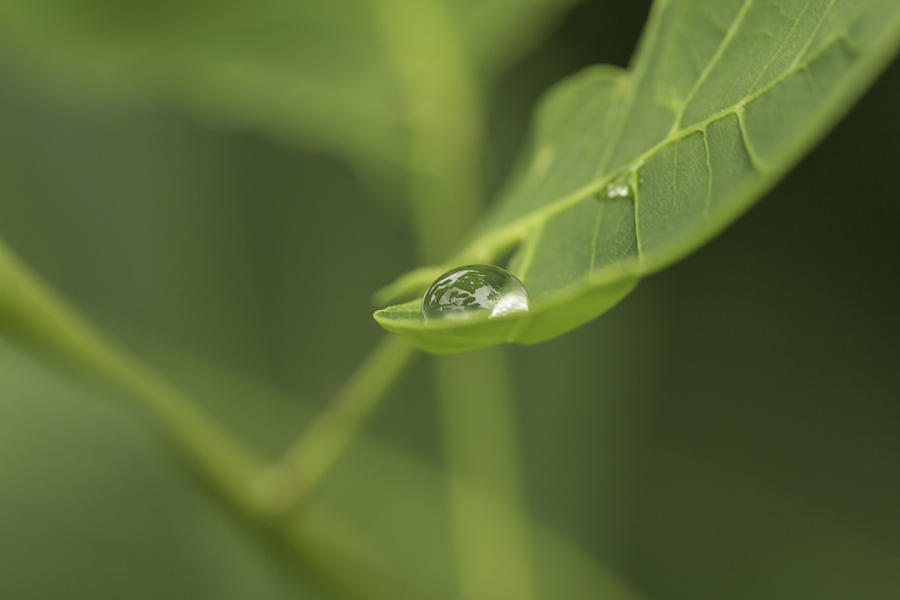 Droplet on a leaf Photograph by Josef Pittner