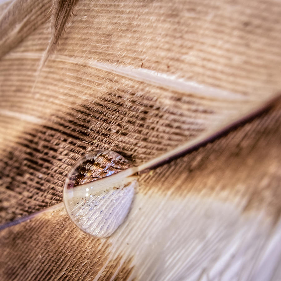 Droplet On A Quill Photograph by Rob Sellers