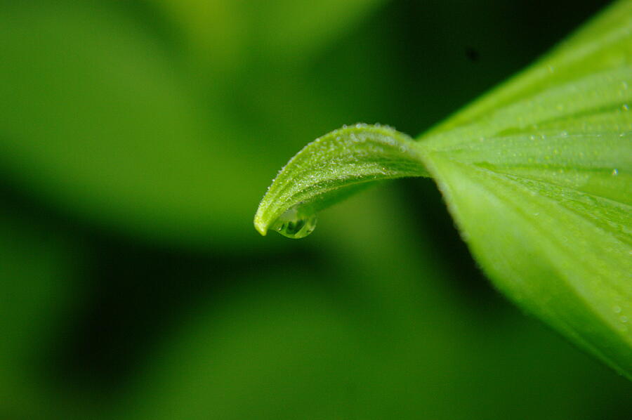 Spring Photograph - Droplet On A Swirled Green Stem by Jeff Swan