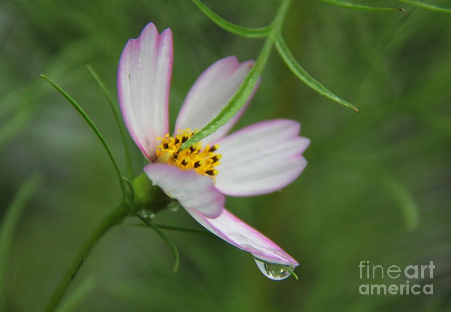 Droplet on the Cosmos Photograph by Yumi Johnson