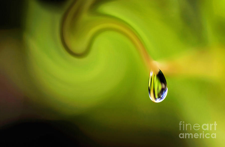 Nature Photograph - Droplet ready to drip by Kaye Menner