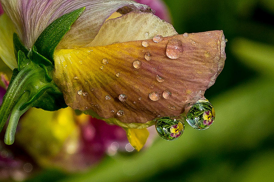 Flowers Still Life Photograph - Droplet Reflections by Allen Ahner