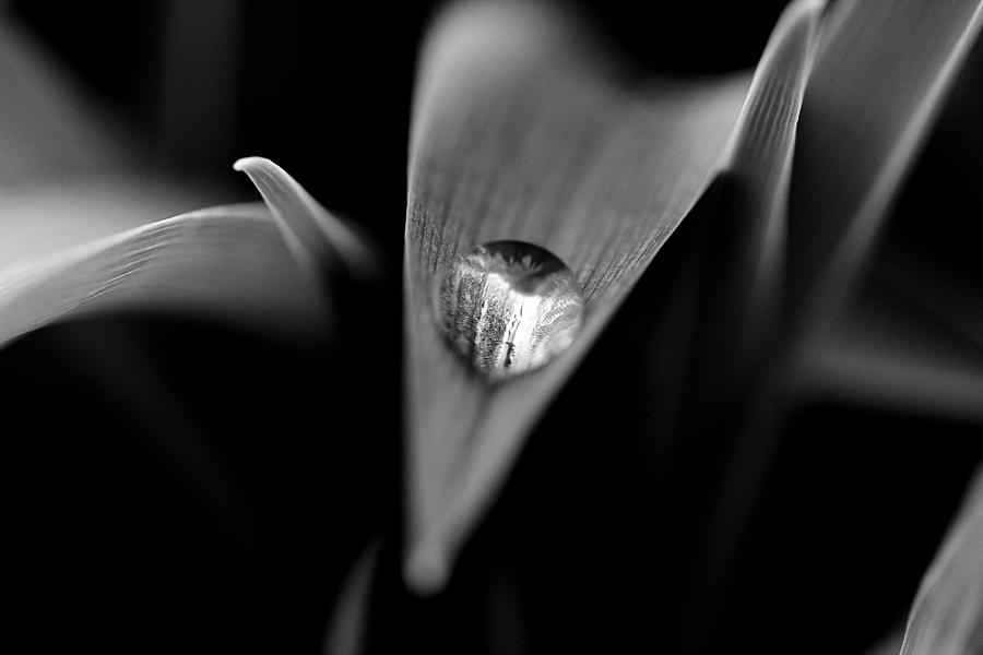 Black And White Photograph - Droplet by Shane Holsclaw