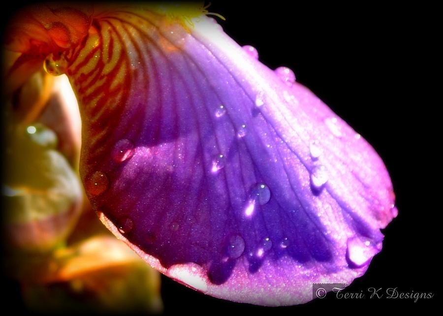 Iris Photograph - Droplet by Terri K Designs
