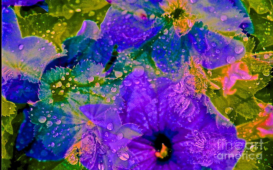Flower Photograph - Droplets 1 of 4 by Kasha Baxter