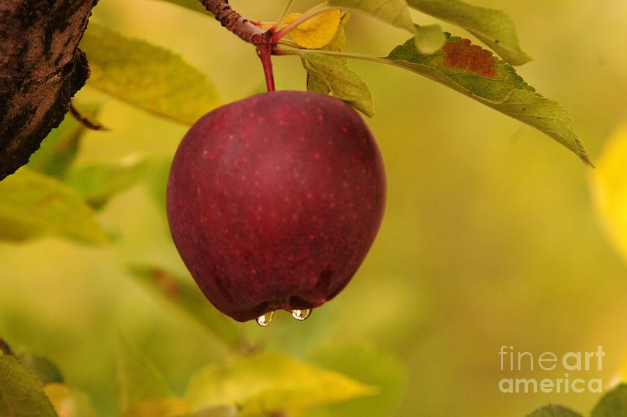 Droplets From A Red Apple Photograph