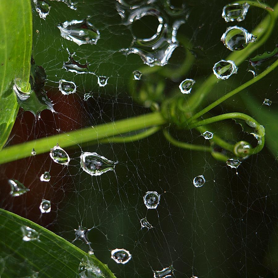 Droplets Photograph by HW Kateley