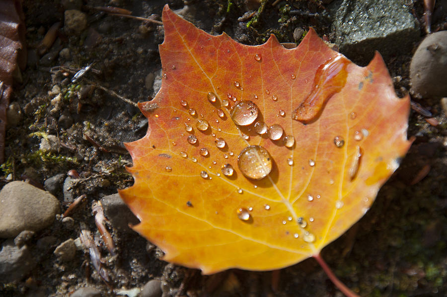 Droplets In Autumn Leaf Photograph by Owen Weber
