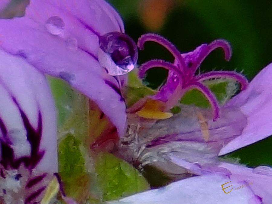 Water Drops Mixed Media - Droplets In Pink by Ernestine Manowarda