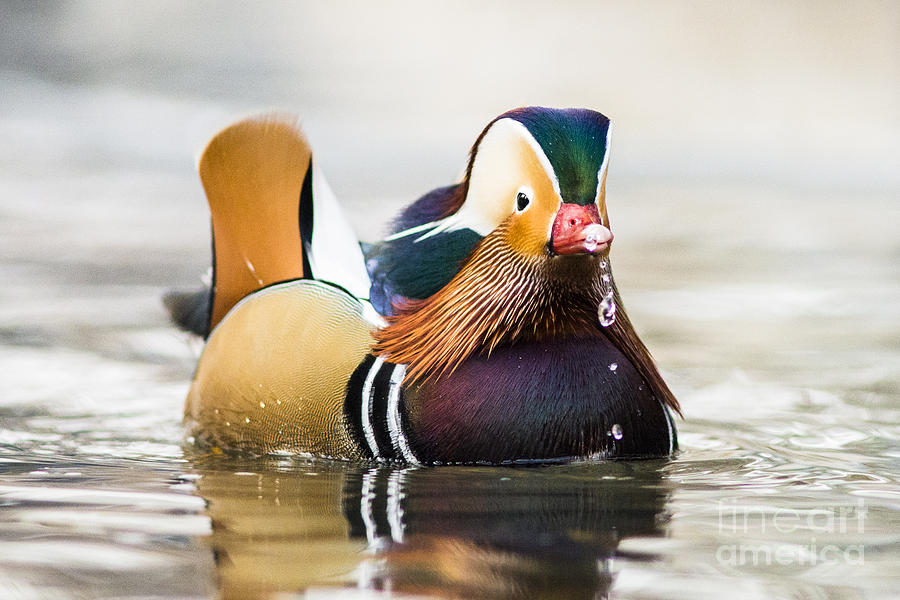 Duck Photograph - Droplets by Joseph Rossi