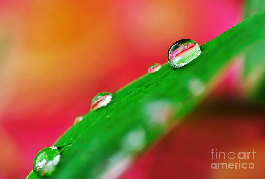 Nature Photograph - Droplets by Kaye Menner