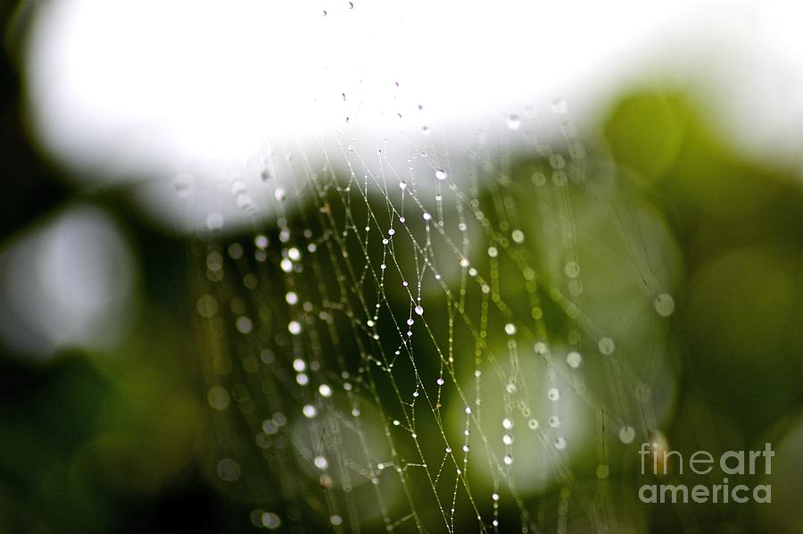 Droplets Photograph by Laura Forde