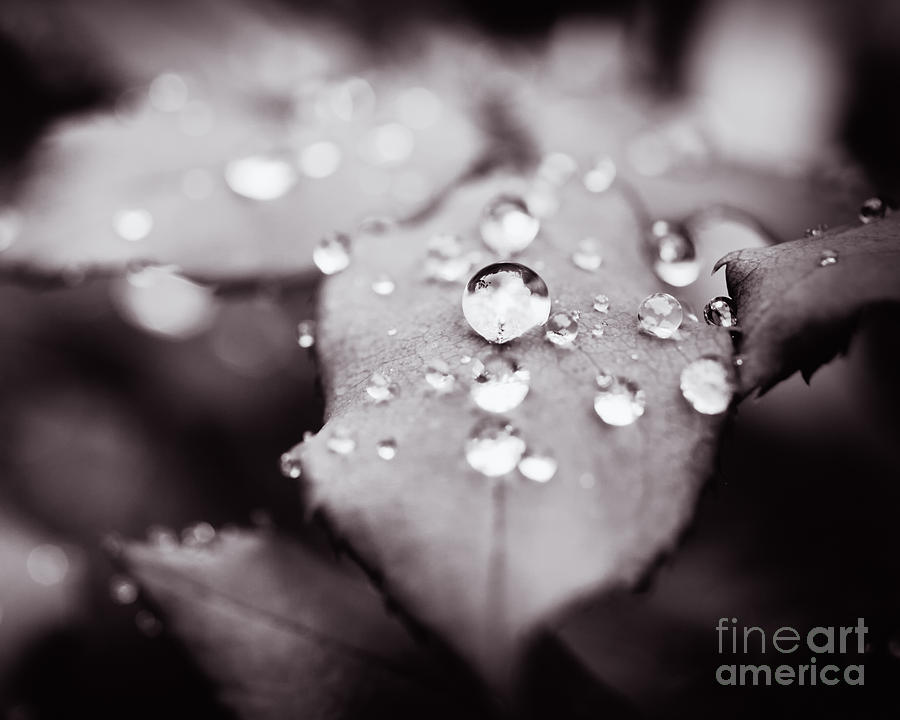 Black And White Photograph - Droplets by Lisa McStamp