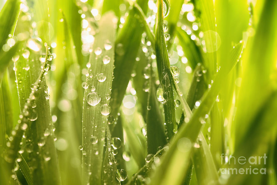 Droplets of water on blades of grass Photograph by Sandra Cunningham