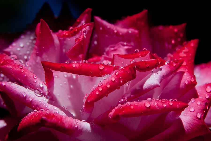 Droplets on a Barbara Streisand Rose Photograph by Vanessa Thomas