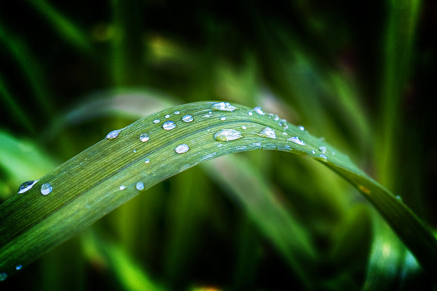 Nature Photograph - Droplets on a Leaf by Barry O Carroll