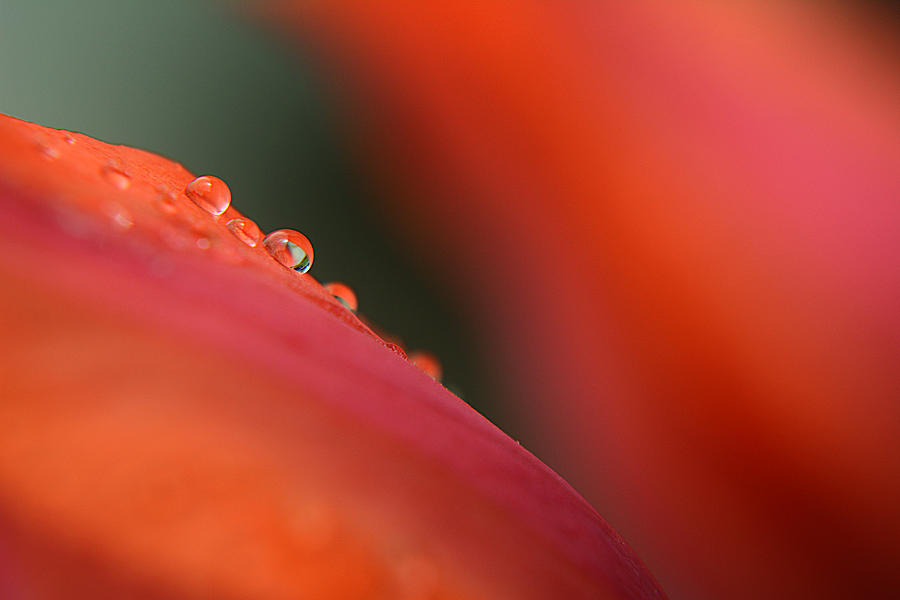 Droplets on Petals - 5796 Photograph by Steve Somerville