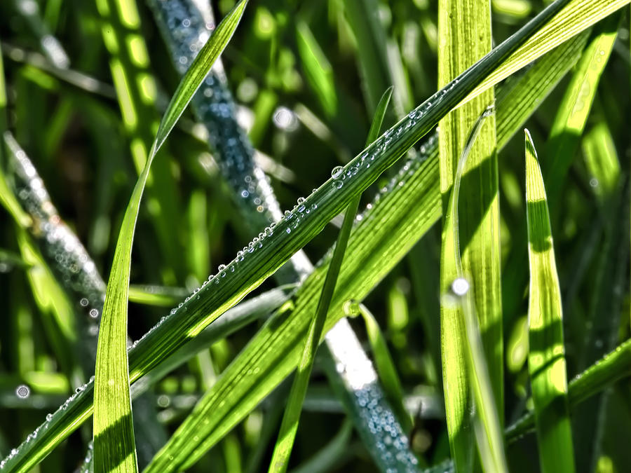 Fall Photograph - Droplets on the green-Drplets on green leafs of seagrass in sunlight by Leif Sohlman