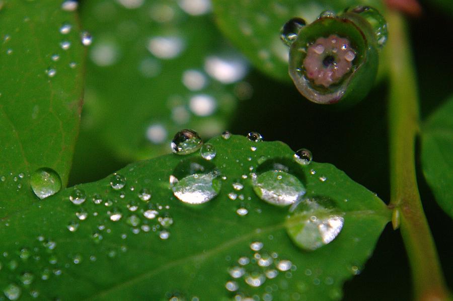 Droplets On The Green Photograph by Jeff Swan