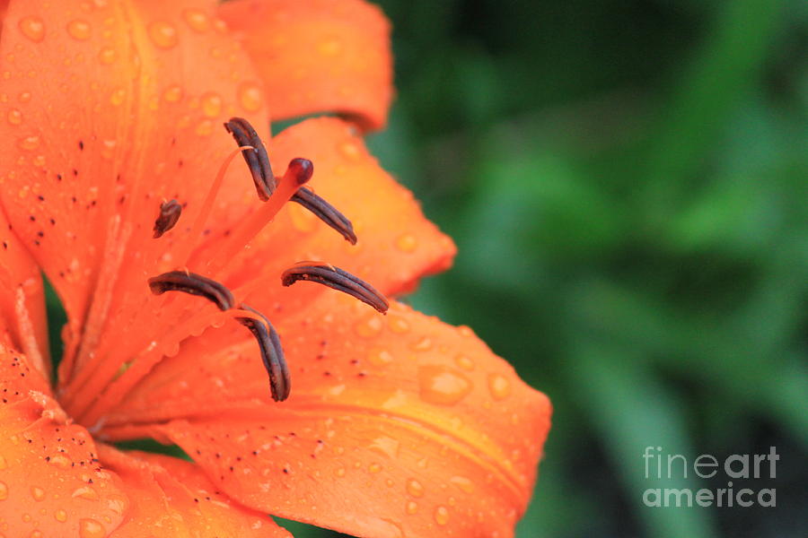 Droplets on tiger lily Photograph by Jennifer E Doll