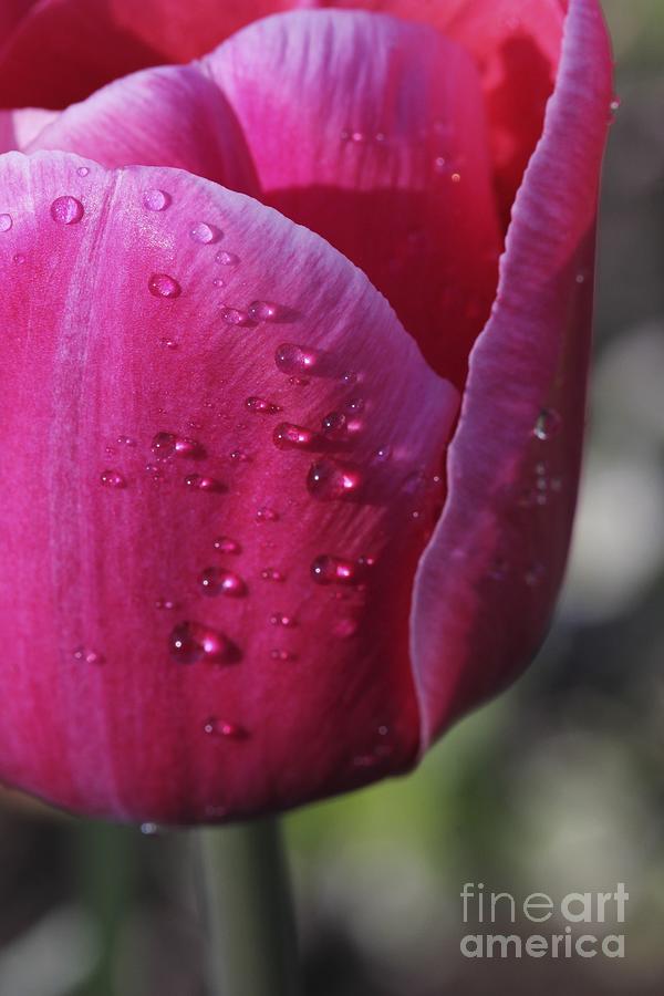Droplets on tulip Photograph by Jim Gillen