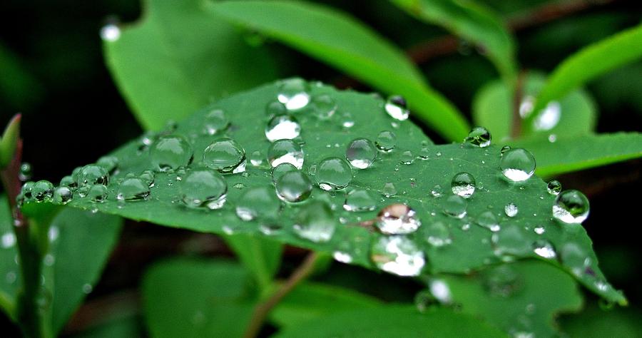 Droplets over Dickerman Photograph by Maxwell Krem - Fine Art America