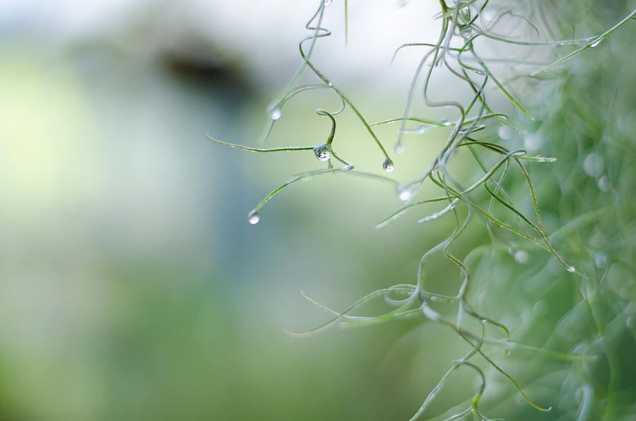Droplets Photograph by Pablo Lopez